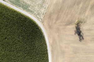 Sécheresse en Suisse : l'approvisionnement agricole tient, mais les tensions sur le marché fourrager s'accentuent