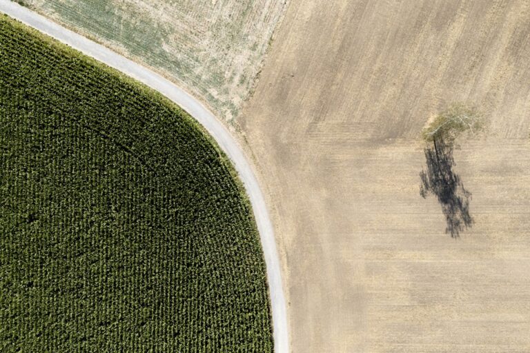 Sécheresse en Suisse : l'approvisionnement agricole tient, mais les tensions sur le marché fourrager s'accentuent