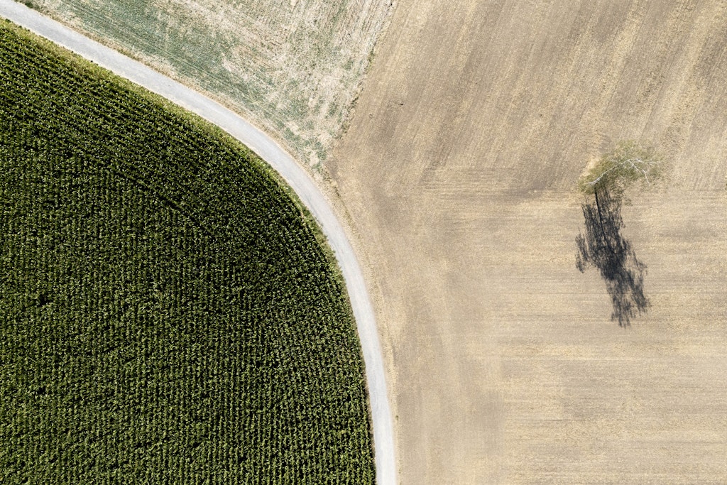 Sécheresse en Suisse : l'approvisionnement agricole tient, mais les tensions sur le marché fourrager s'accentuent