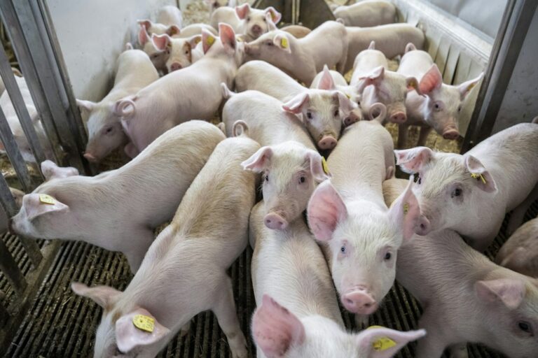 Suisseporc visée par une plainte pénale pour maltraitance animale liée au transport de porcelets vers l'Allemagne