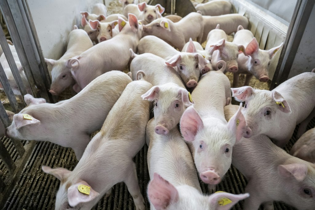 Suisseporc visée par une plainte pénale pour maltraitance animale liée au transport de porcelets vers l'Allemagne
