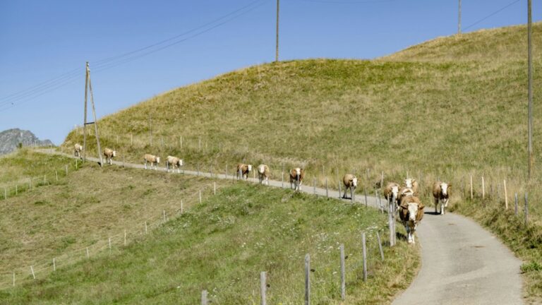 Vaud alloue 30 millions de francs aux éleveurs frappés par la sécheresse estivale de 2026