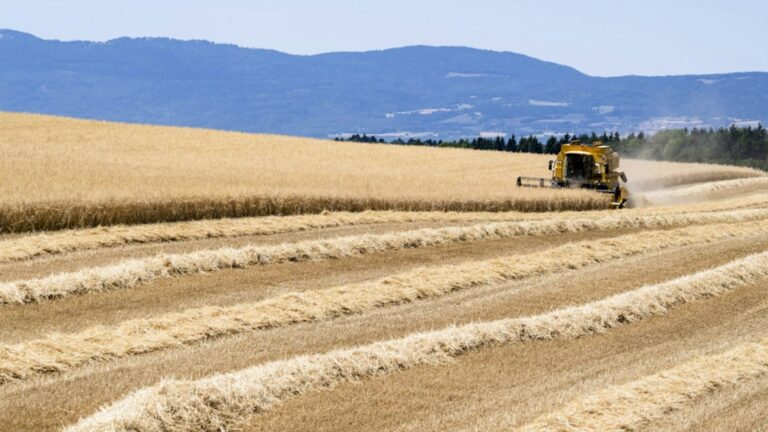Sécheresse et canicule dans le canton de Vaud : les pertes agricoles estimées à plus de 100 millions de francs