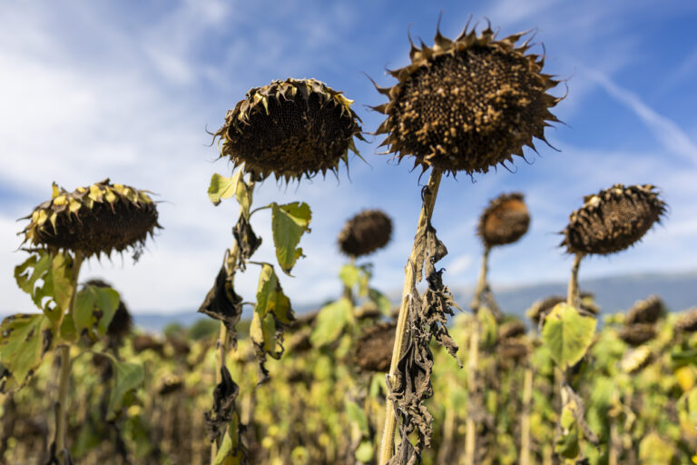 Réchauffement climatique : l'ETH Zurich révise ses modèles à la hausse, avec des implications majeures pour la Suisse