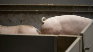 Épidémie de pneumonie enzootique : plus de 10 500 porcs abattus dans 14 cantons suisses