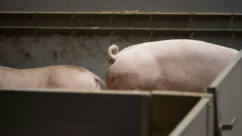 Épidémie de pneumonie enzootique : plus de 10 500 porcs abattus dans 14 cantons suisses